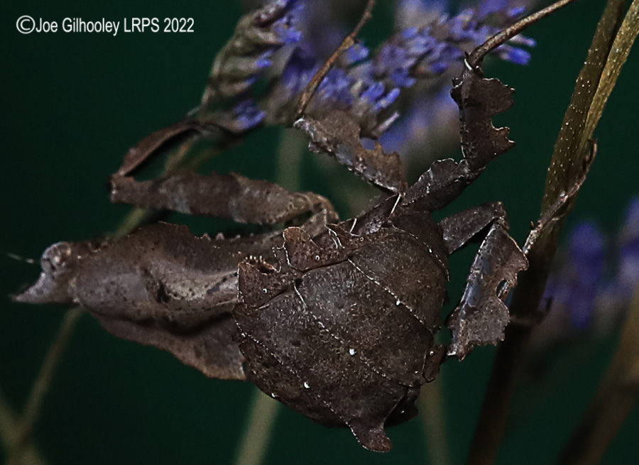 Violin Mantis
