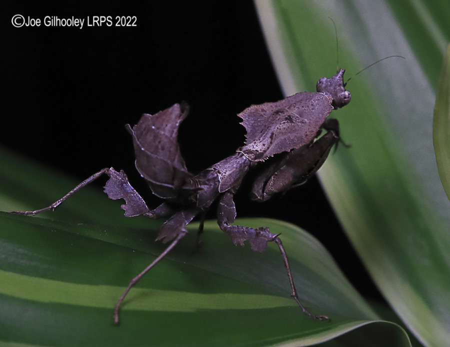 Violin Mantis