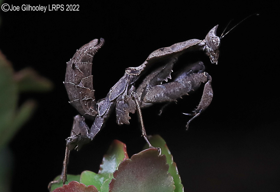Violin Mantis