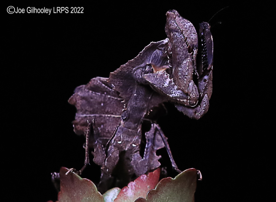 Violin Mantis