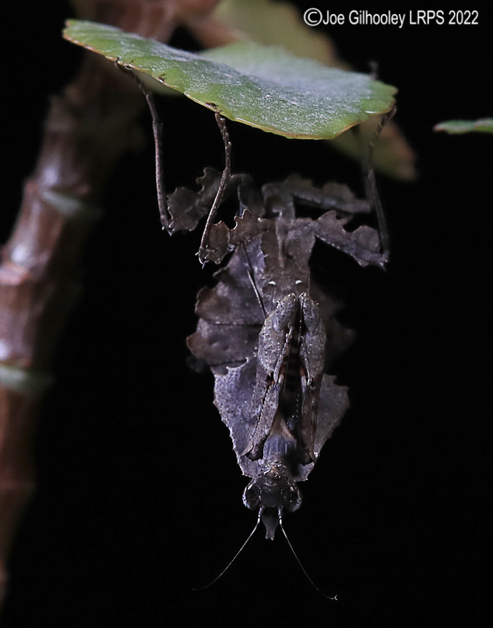 Violin Mantis