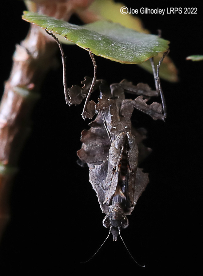 Violin Mantis