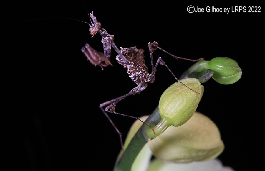 Violin Mantis