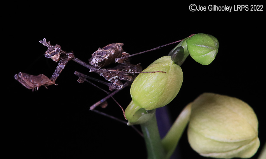 Violin Mantis