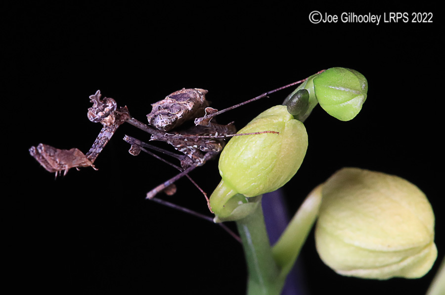 Violin Mantis