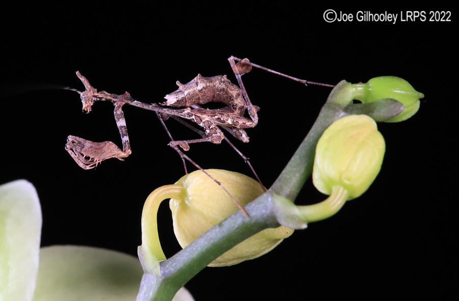 Violin Mantis