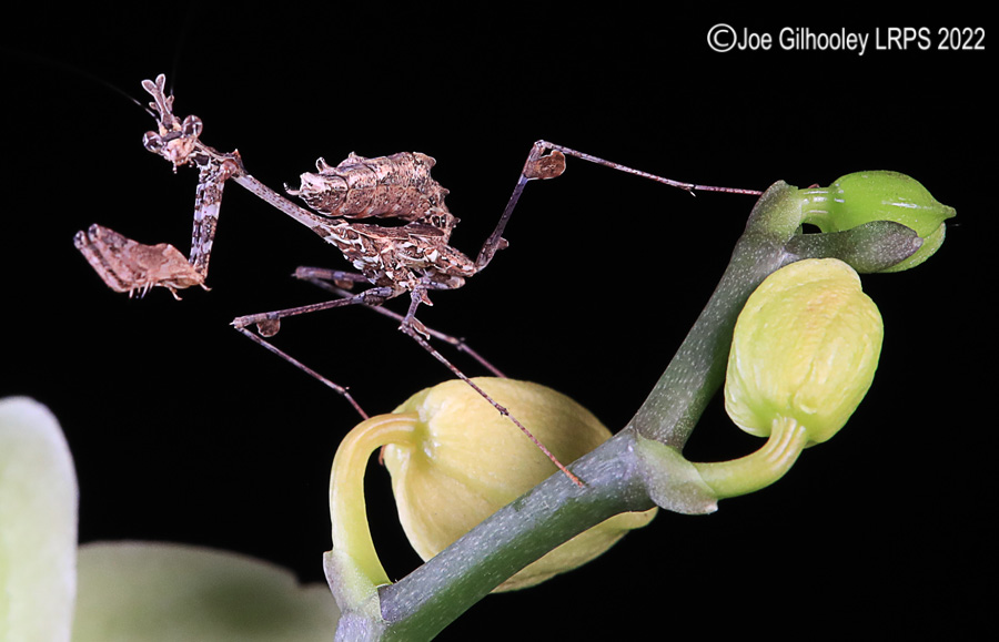 Violin Mantis
