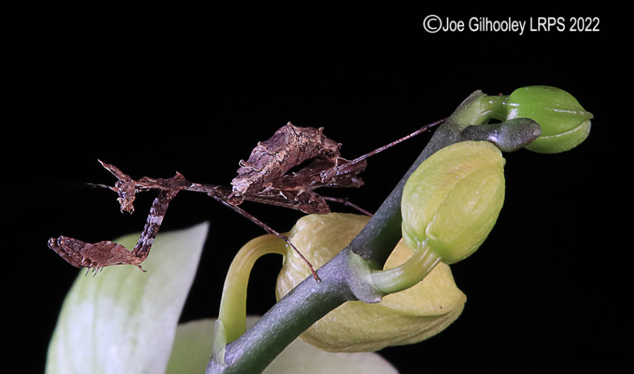 Violin Mantis
