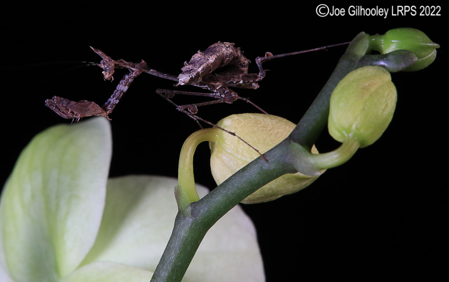 Violin Mantis