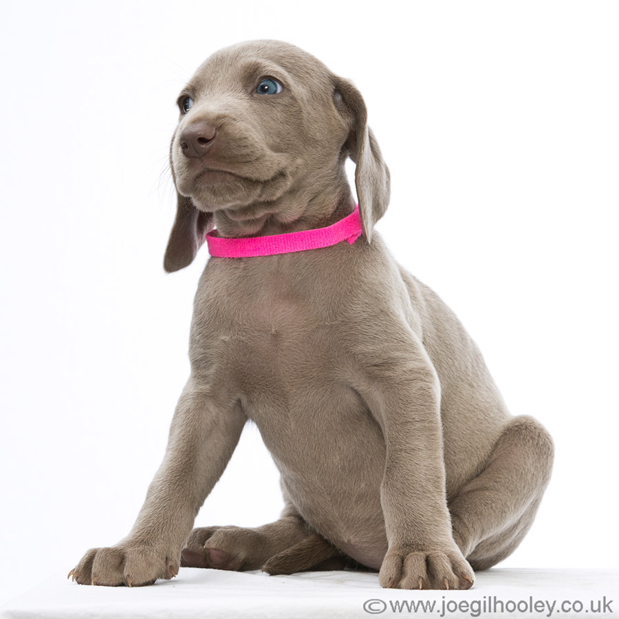 Weimaraner pups - Five and a half weeks old