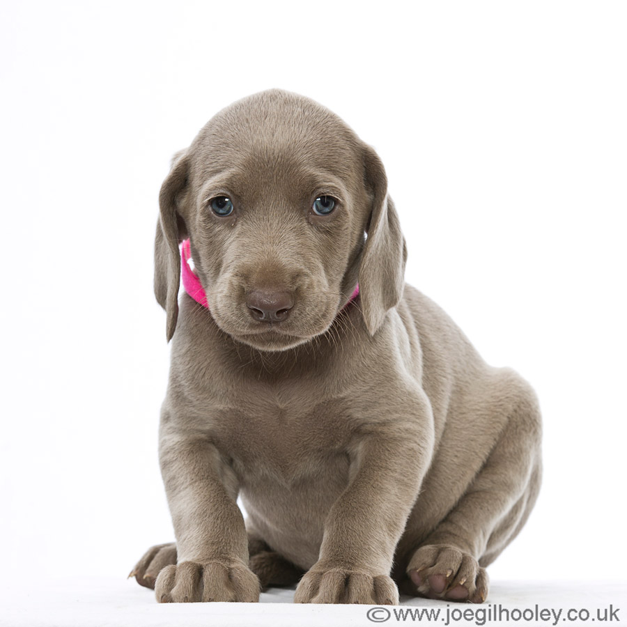 Weimaraner pups - Five and a half weeks old