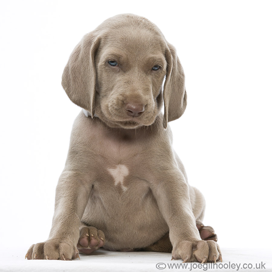 Weimaraner pups - Five and a half weeks old