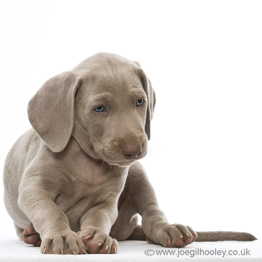 Weimaraner pups - Five and a half weeks old