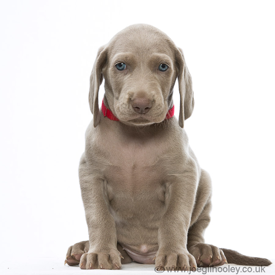 Weimaraner pups - Five and a half weeks old