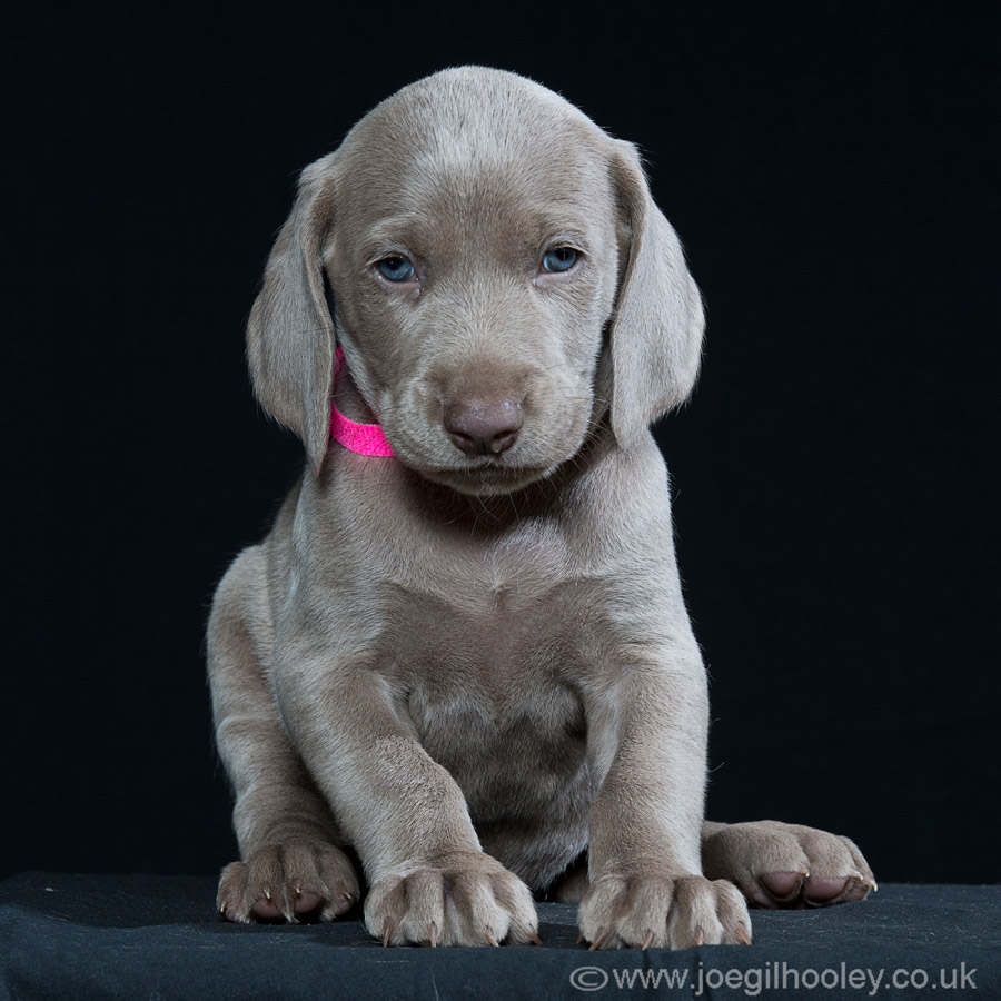 Weimaraner pups - Five and a half weeks old