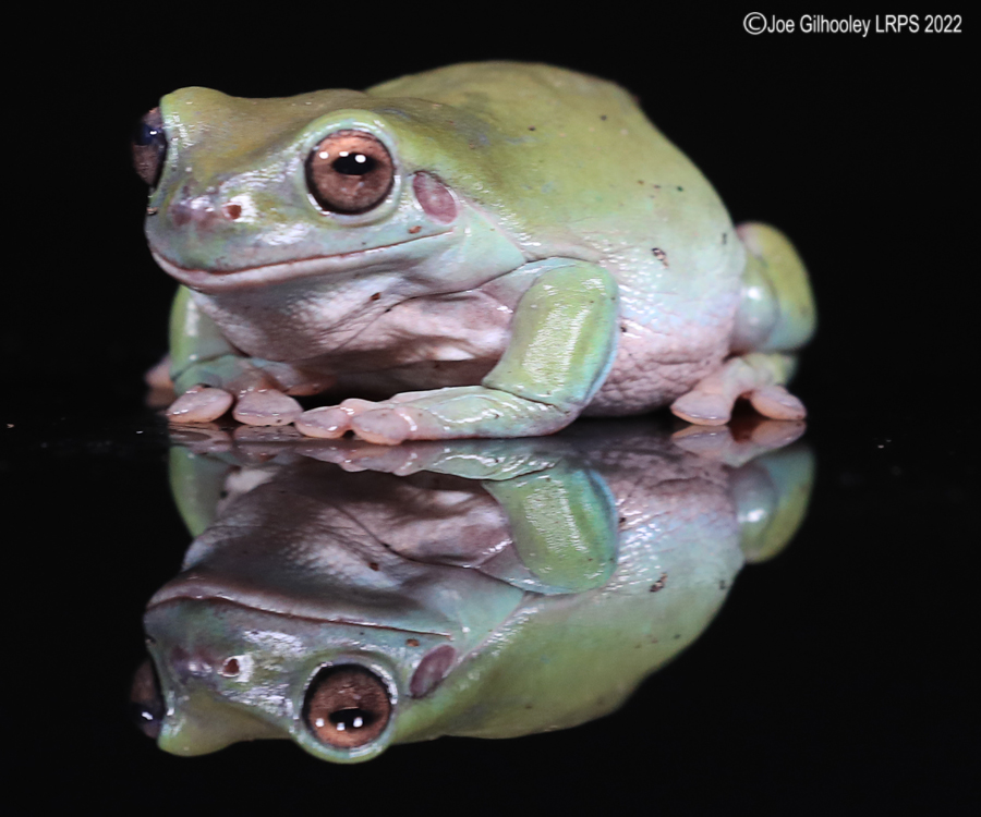 Whites Tree Frog 5th October 2022