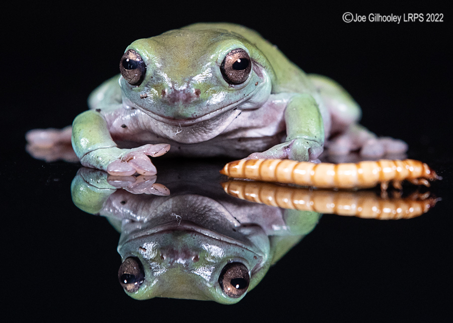 Whites Tree Frog 5th October 2022