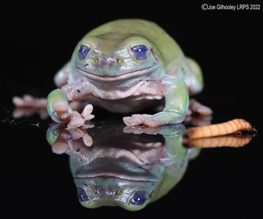 Whites Tree Frog 5th October 2022