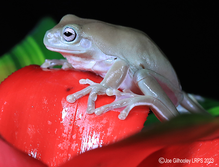 Whites Tree Frog on a Plant Whites Tree Frog on a Plant