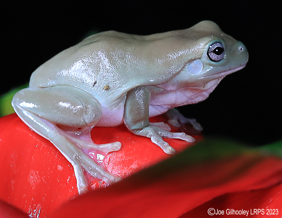Whites Tree Frog on a Plant Whites Tree Frog on a Plant