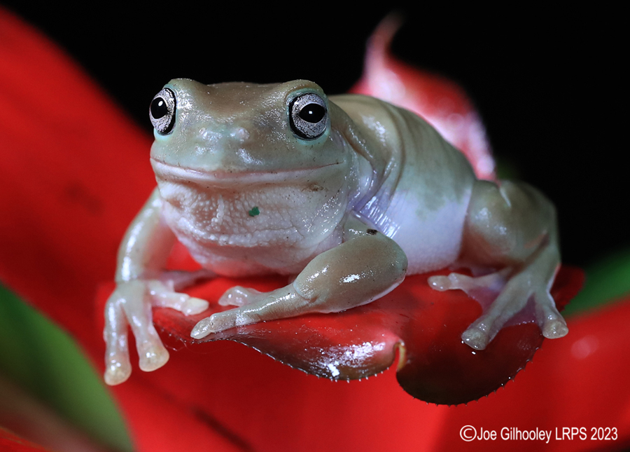 Whites Tree Frog on a Plant Whites Tree Frog on a Plant