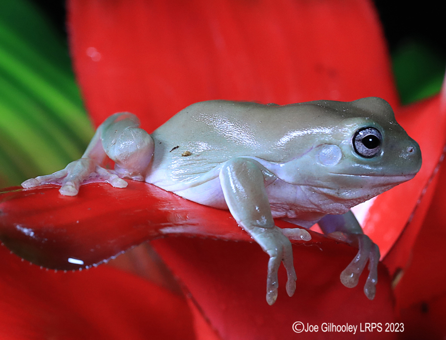 Whites Tree Frog on a Plant Whites Tree Frog on a Plant