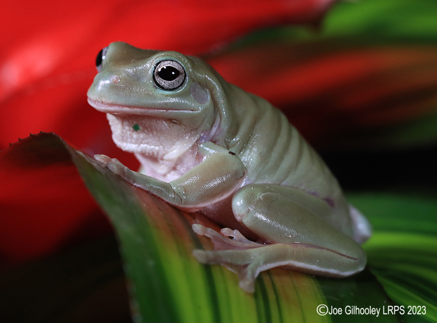 Whites Tree Frog on a Plant Whites Tree Frog on a Plant
