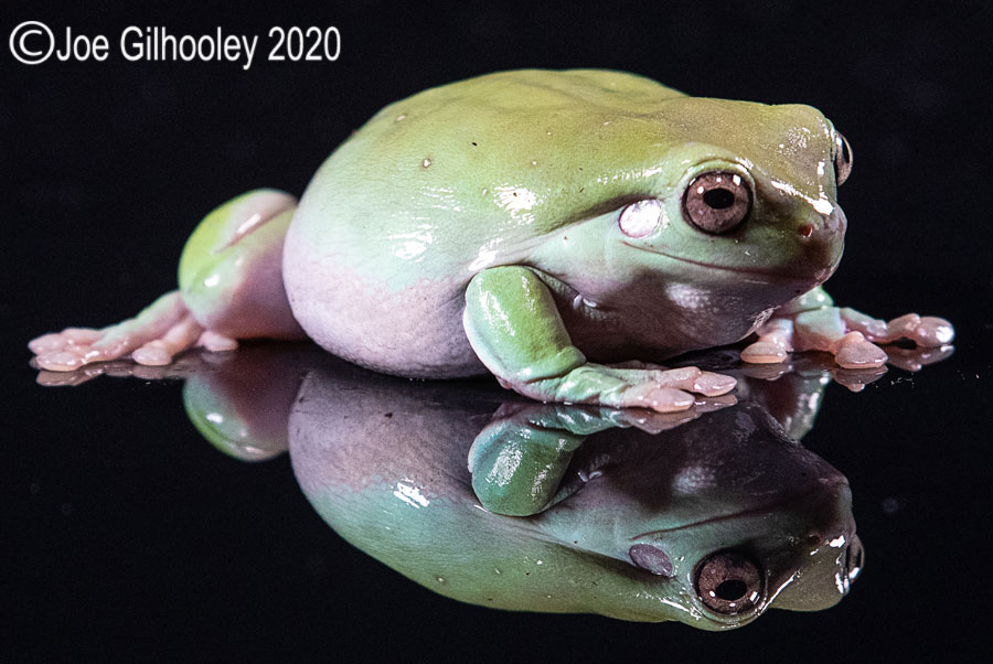 Whites Tree Frog
