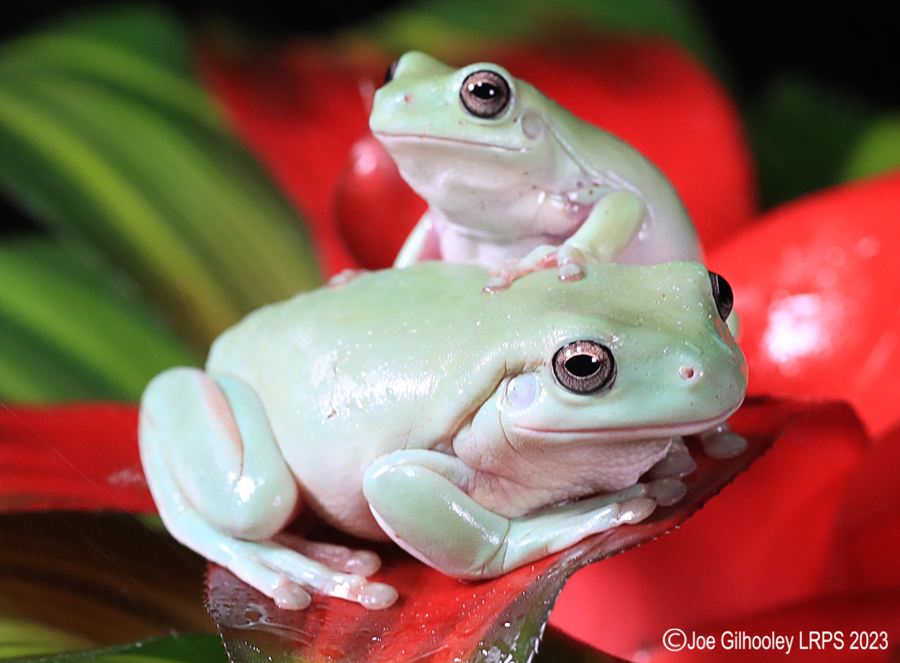 Whites Tree Frogs on a Plant