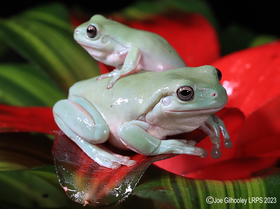 Whites Tree Frogs on a Plant