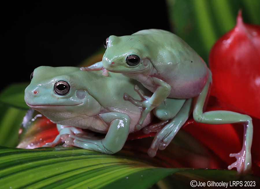 Whites Tree Frogs on a Plant