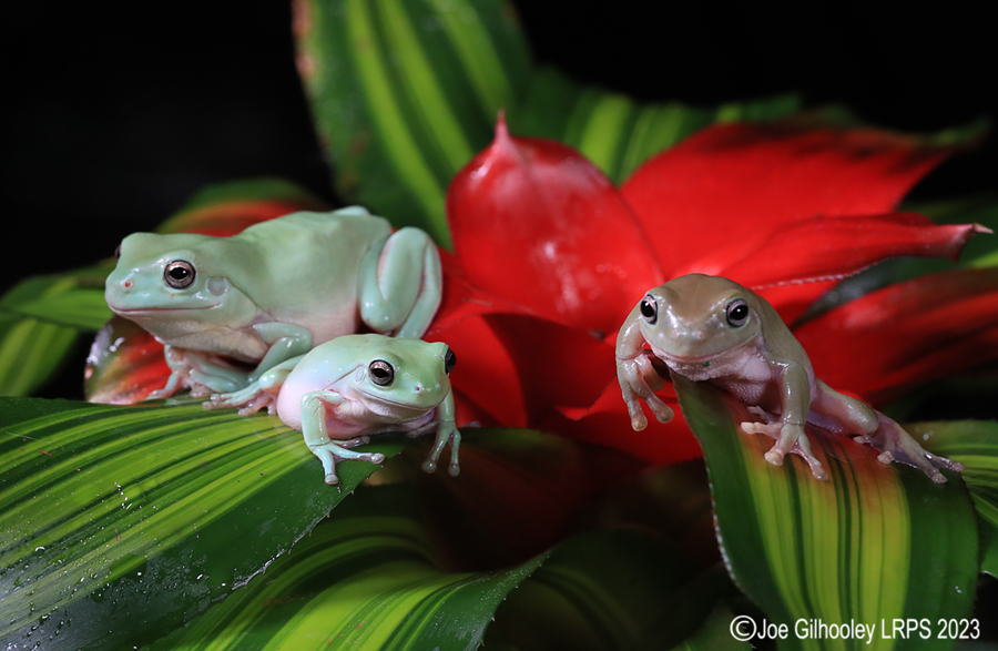 Whites Tree Frogs on a Plant