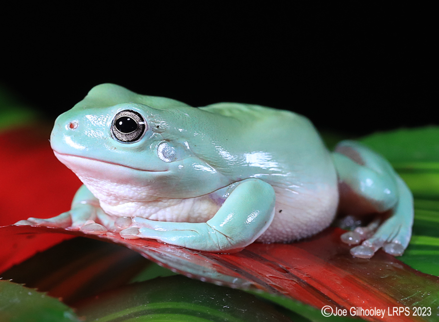 Whites Tree Frogs on a Plant